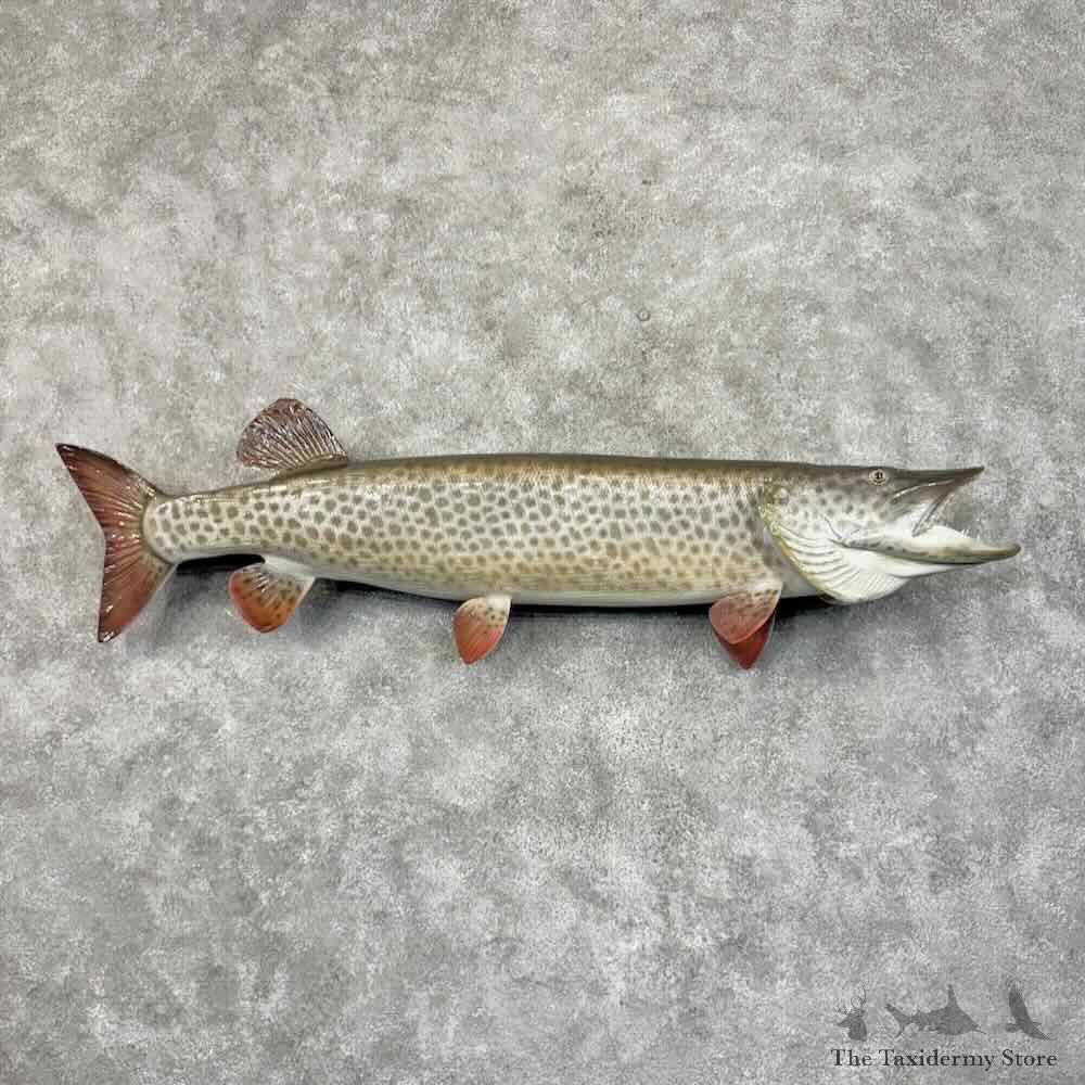 Muskellunge Fish Mount For Sale #31191 @ The Taxidermy Store
