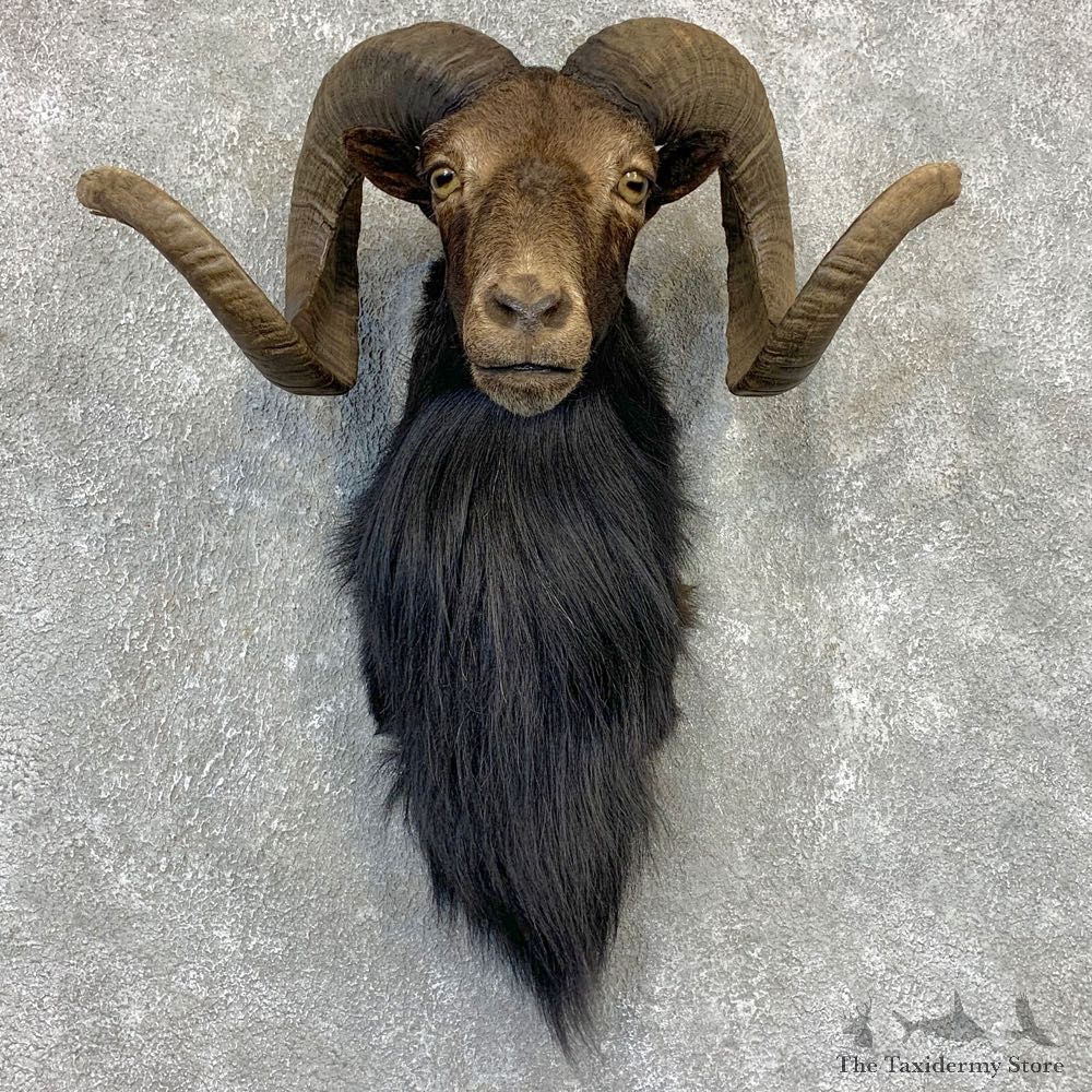 Black Hawaiian Ram Shoulder Mount For Sale #21616 @ The Taxidermy Store