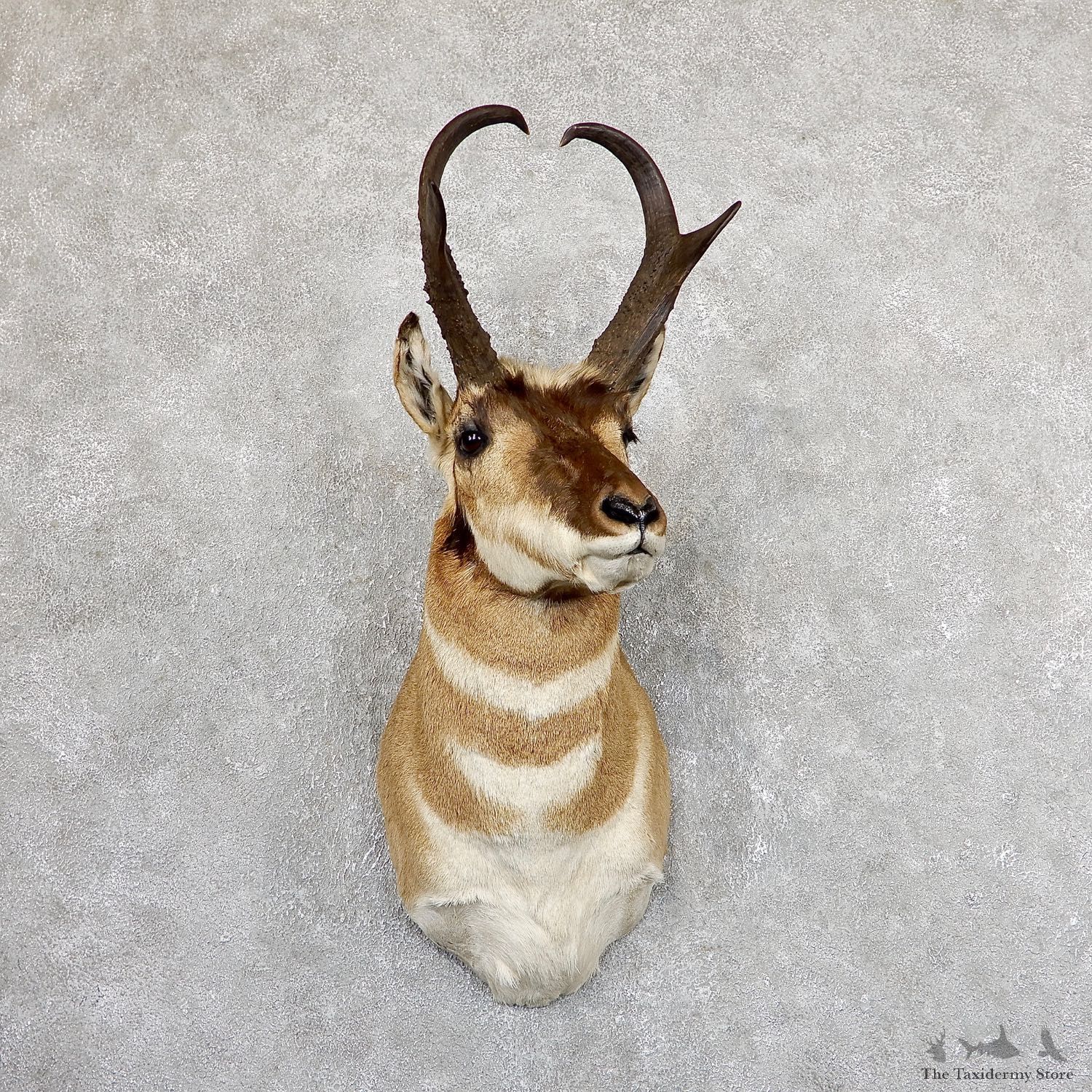Pronghorn Antelope Shoulder Mount For Sale #19636 @ The Taxidermy-Store