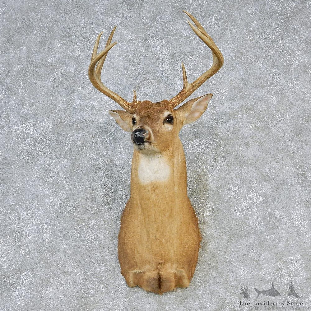 Whitetail Deer Shoulder Taxidermy Head Mount #12631 For Sale @ The Taxidermy Store