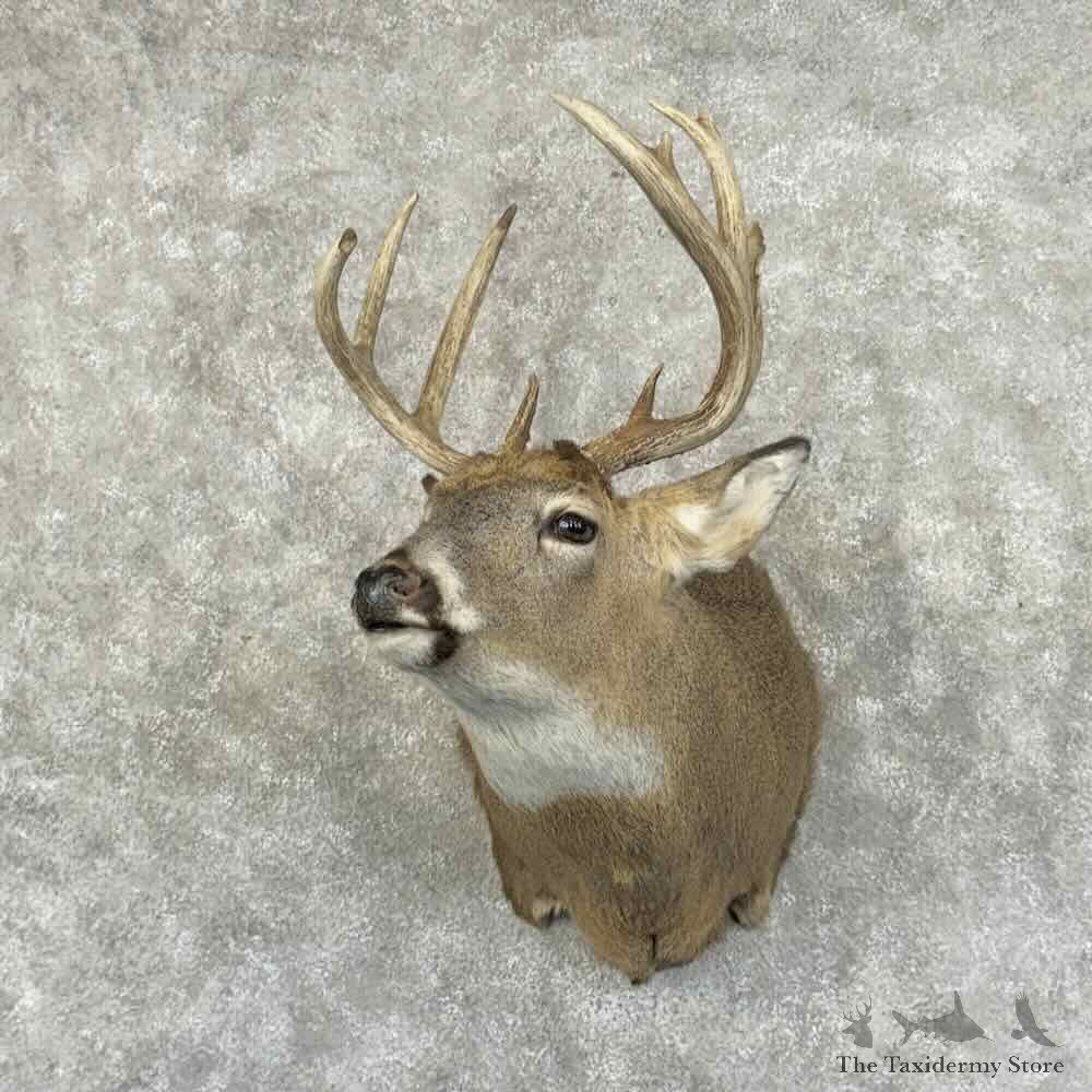 Whitetail Deer Shoulder Mount For Sale #30998 @ The Taxidermy Store