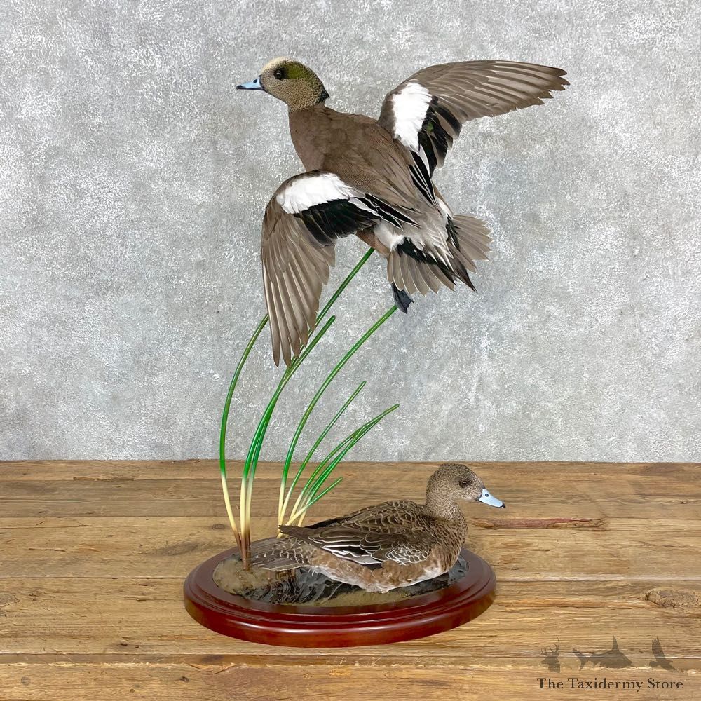 Wigeon Duck Bird Mount For Sale #24459 @ The Taxidermy Store