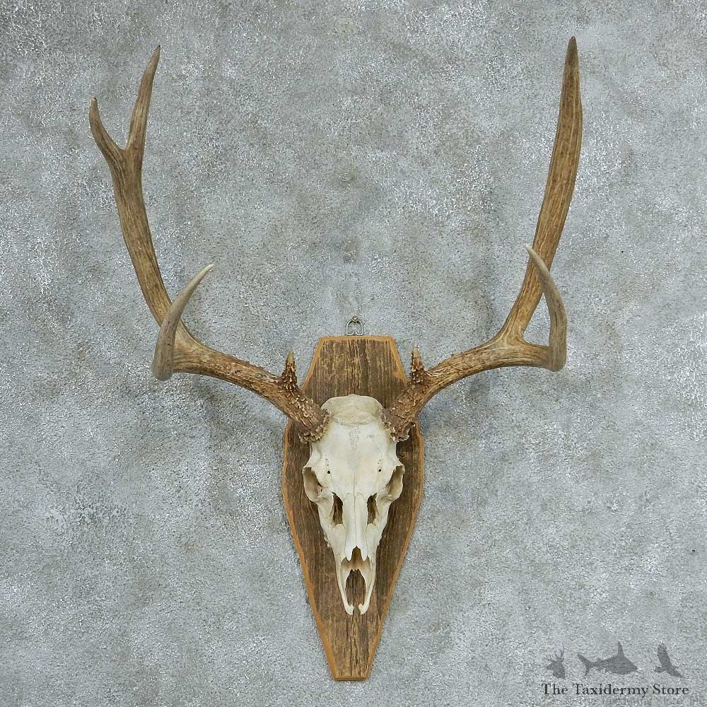 Mule Deer Skull & Antlers European Mount #13322 For Sale @ The Taxidermy Store