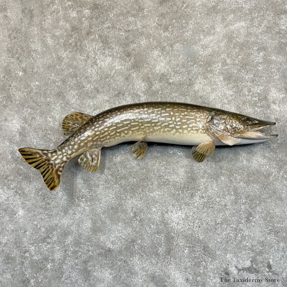 Northern Pike Fish Mount For Sale #29205 @ The Taxidermy Store