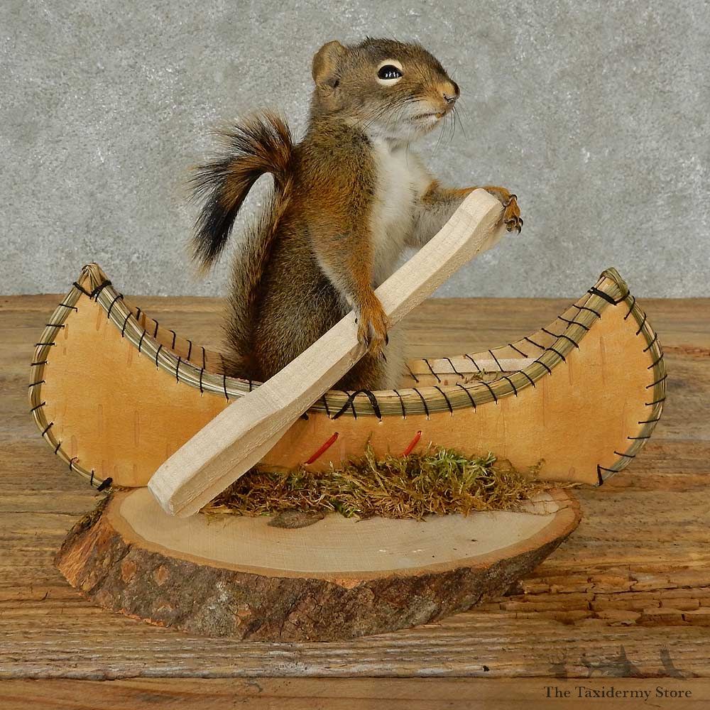Canoe Squirrel Novelty Mount For Sale #16818 @ The Taxidermy Store