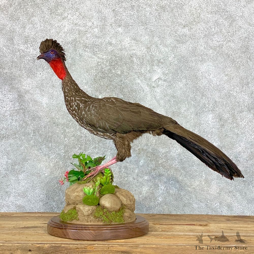Crested Guan Taxidermy Bird Mount #22921 For Sale @ The Taxidermy Store