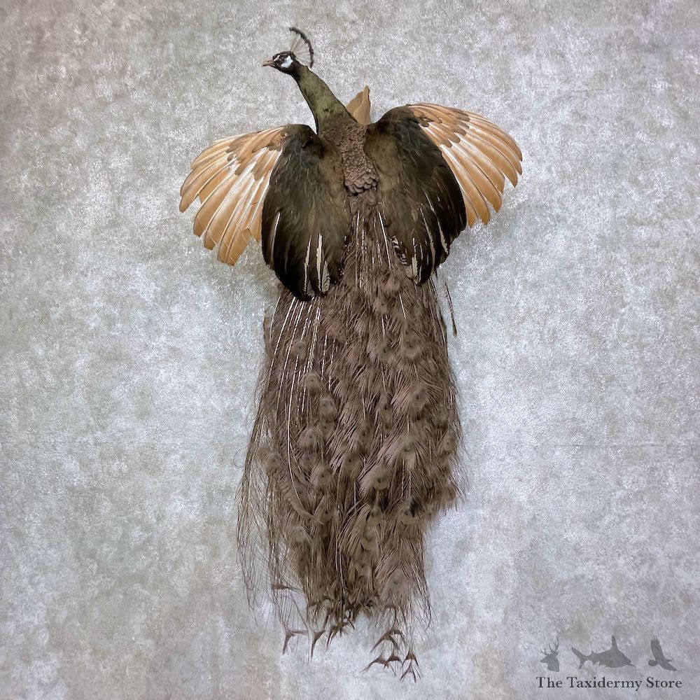 Opal Peacock Bird Mount For Sale #25244 @ The Taxidermy Store