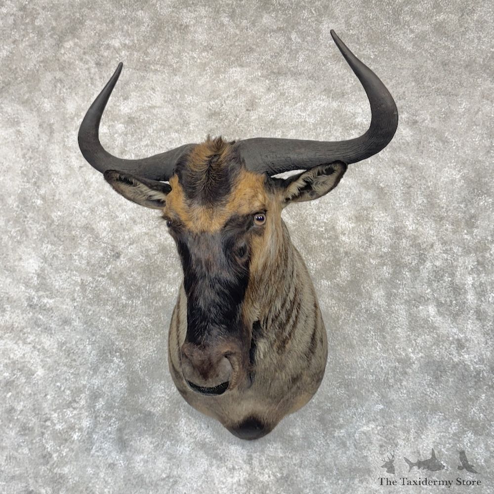 Blue Wildebeest Shoulder Mount For Sale #30294 @ The Taxidermy Store