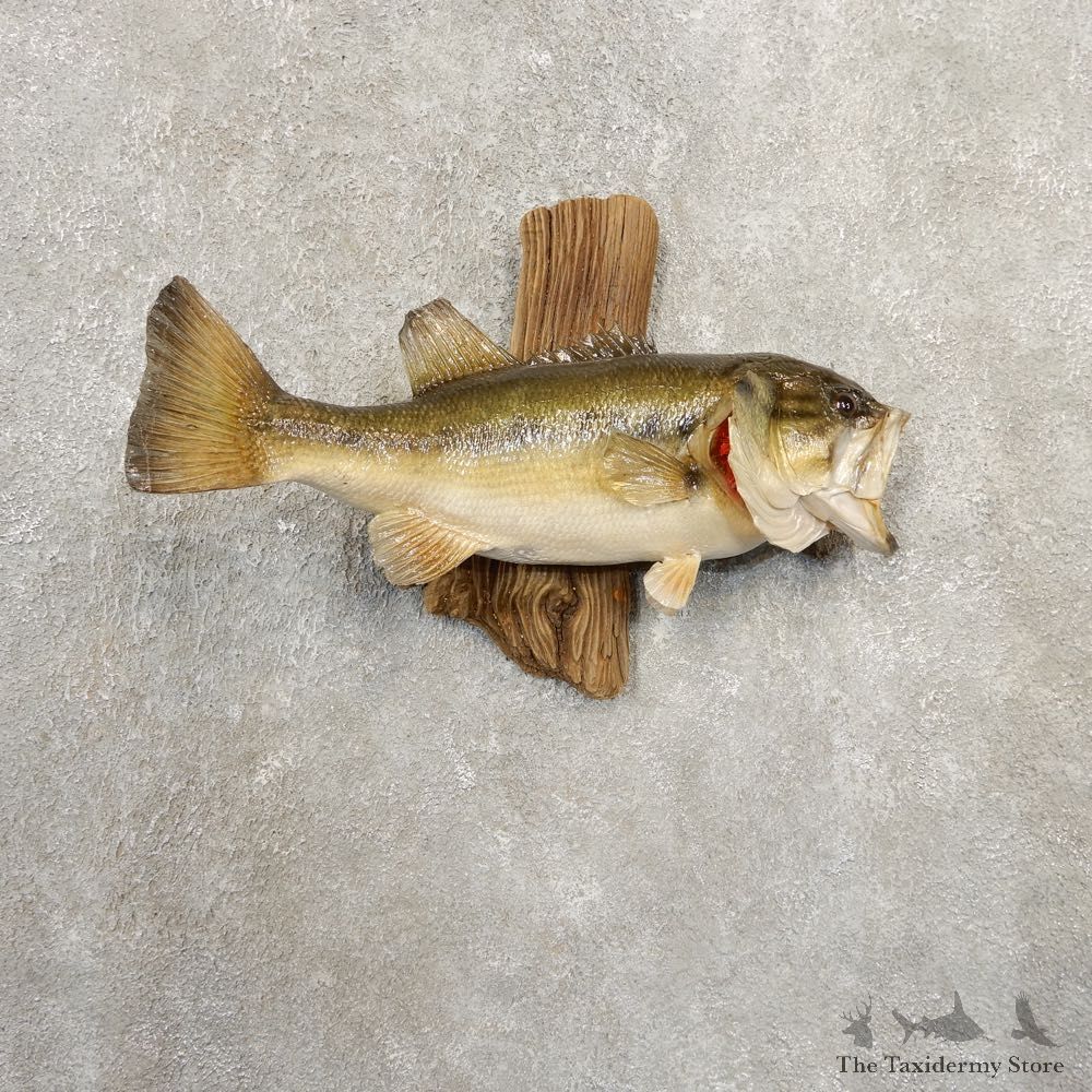 Largemouth Bass Fish Mount For Sale #20861 @ The Taxidermy Store