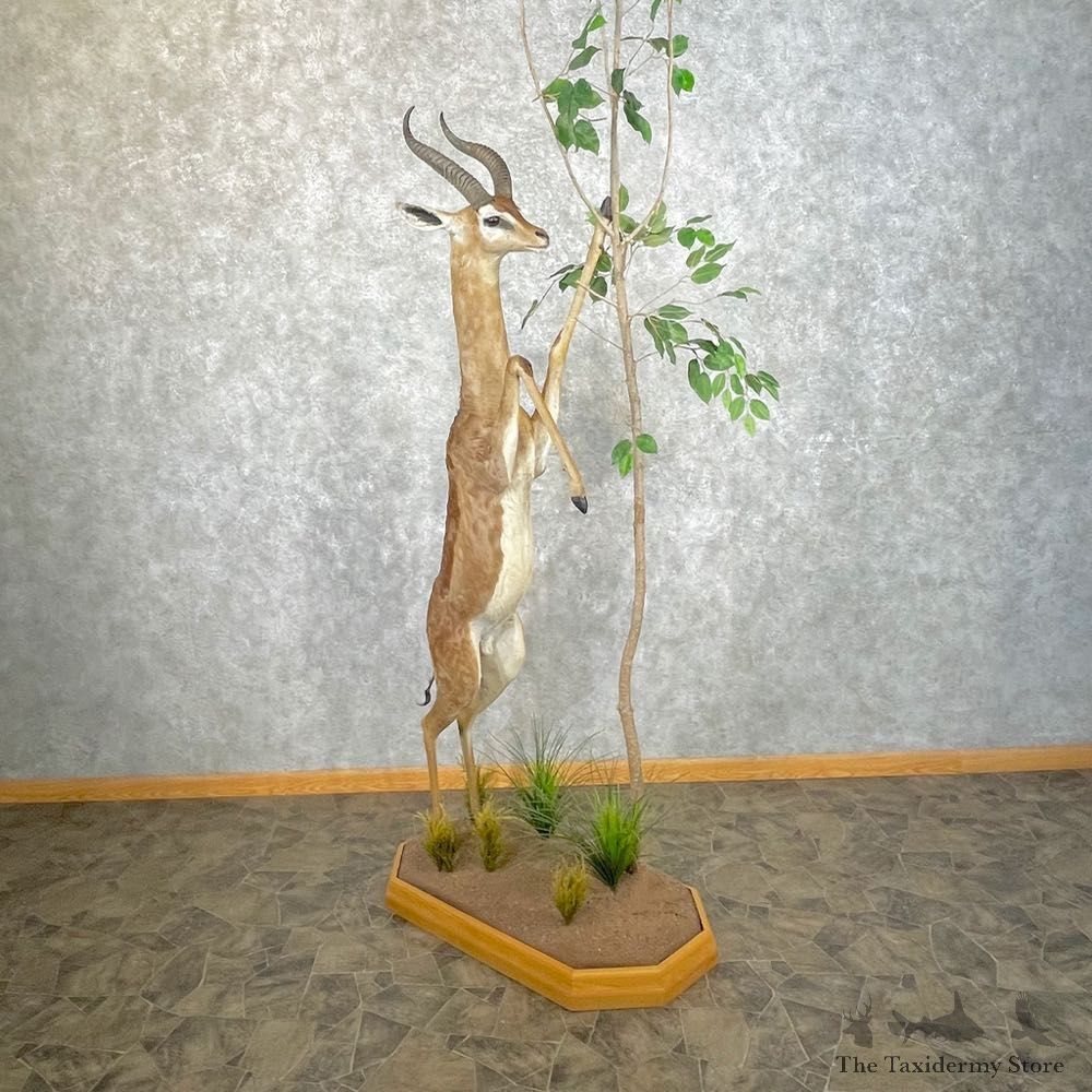 African Gerenuk Taxidermy Life-Size Mount #25066 - The Taxidermy Store