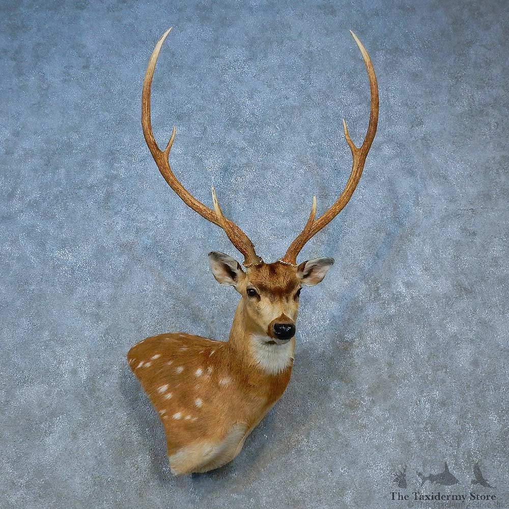 Black Boar Shoulder Mount For Sale #15537 @ The Taxidermy Store