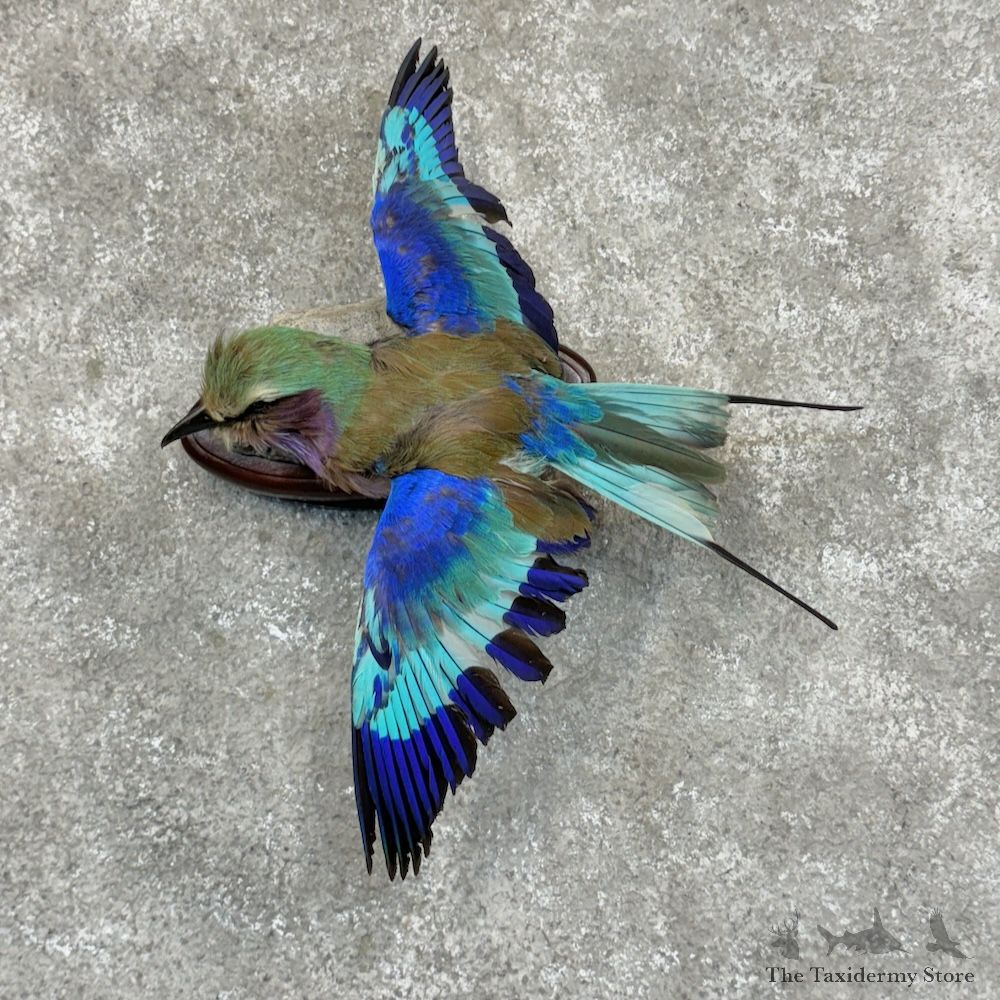 Lilac-Breasted Roller Life-Size Mount For Sale #29412 @ The Taxidermy Store