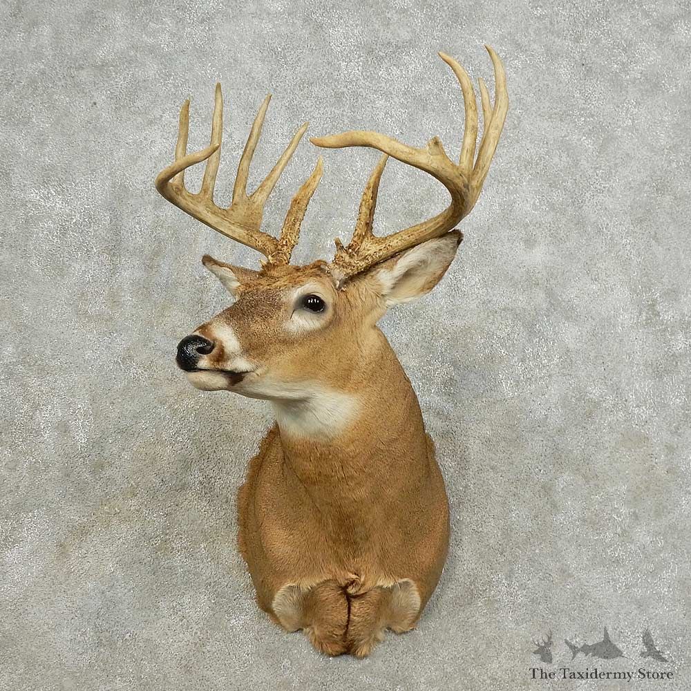 Whitetail Deer Shoulder Mount For Sale #15882 @ The Taxidermy Store
