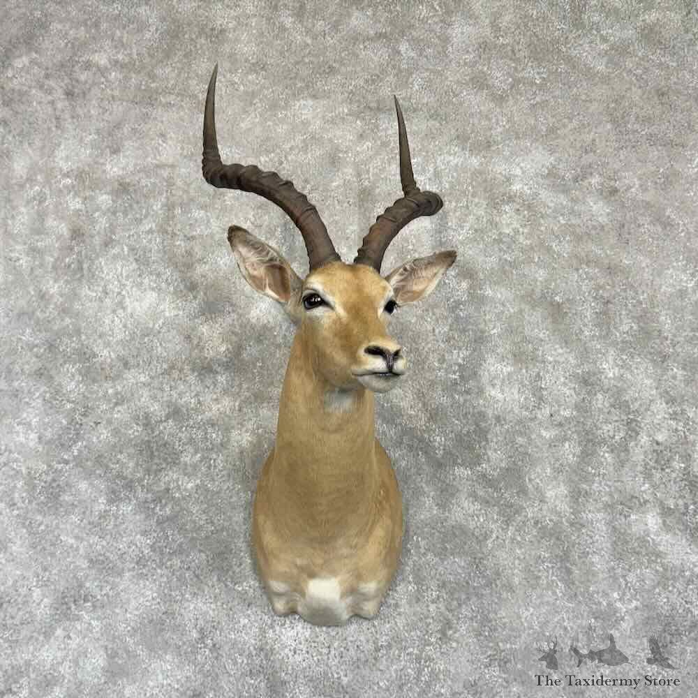 South African Impala Shoulder Mount For Sale #31017 @ The Taxidermy Store