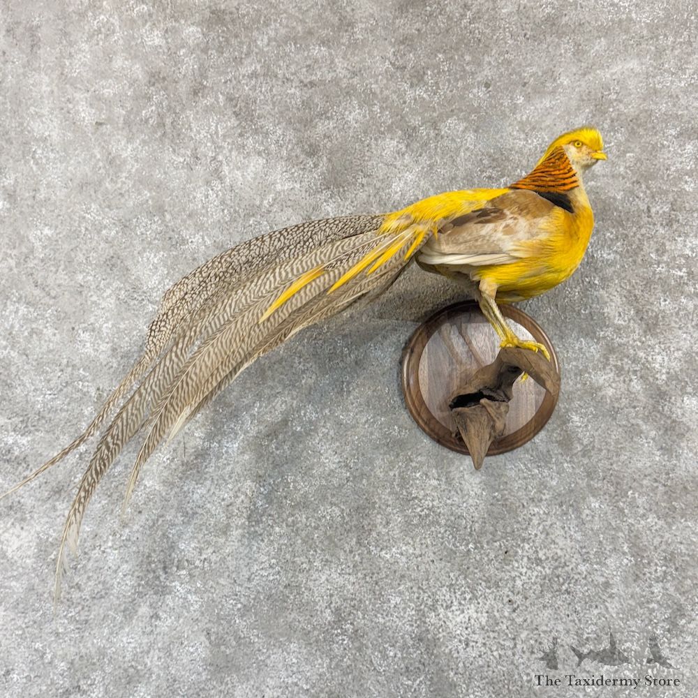 Golden Pheasant Bird Mount For Sale #30270 @ The Taxidermy Store
