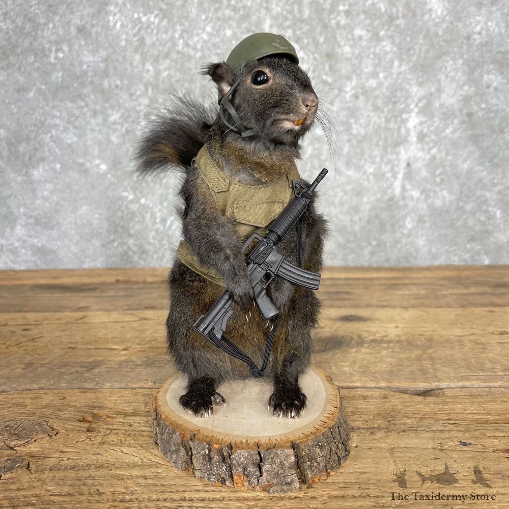 Soldier Squirrel Novelty Mount For Sale #24424 @ The Taxidermy Store