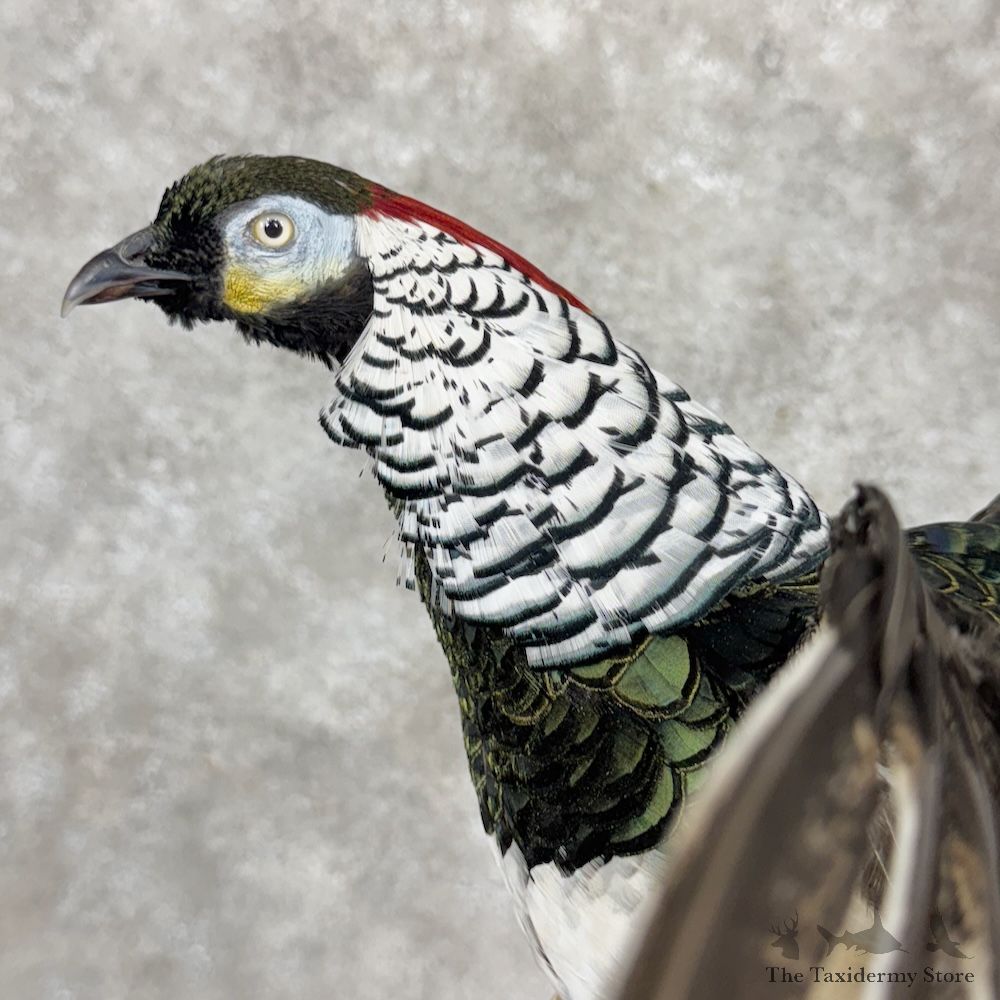 Lady Amherst Pheasant Bird Mount For Sale #30055 @ The Taxidermy Store