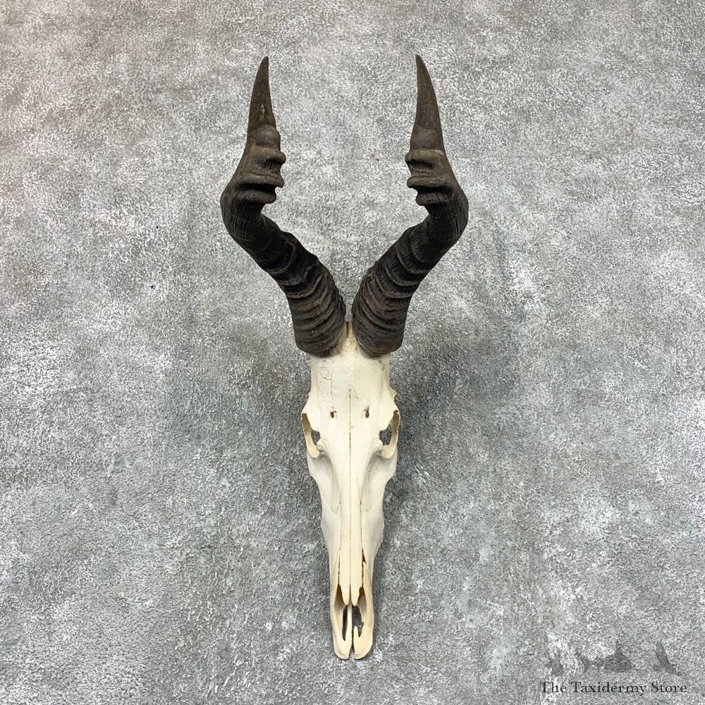Cape Hartebeest Taxidermy Skull & Horn European Mount #22652 For Sale @ The Taxidermy Store
