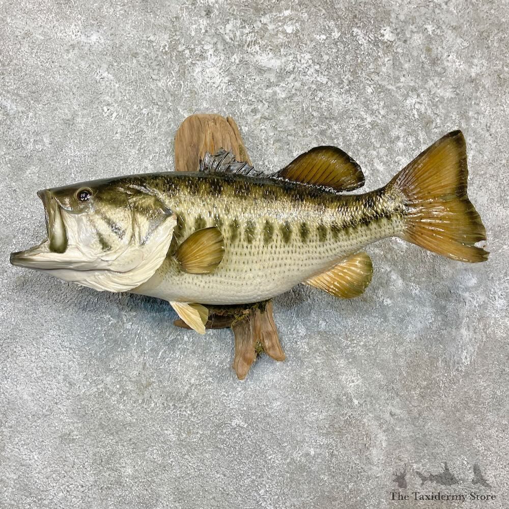 Largemouth Bass Fish Mount For Sale #27252 @ The Taxidermy Store