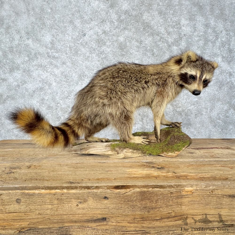 Raccoon Life-Size Mount For Sale #30193 @ The Taxidermy Store
