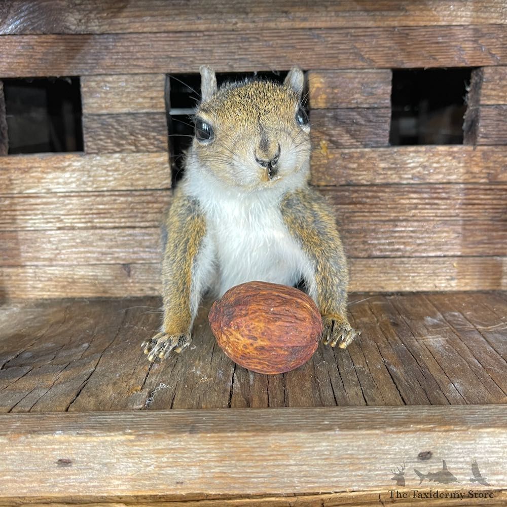 Squirrel Novelty Mount For Sale #25458 @ The Taxidermy Store