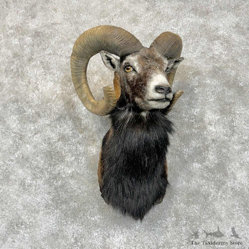 Mouflon Ram Shoulder Mount For Sale #29456 @ The Taxidermy Store
