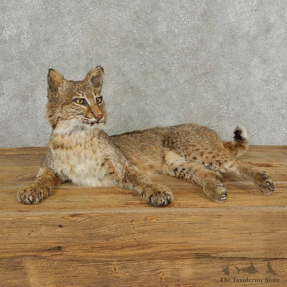Bobcat Life-Size Mount For Sale #16832 @ The Taxidermy Store