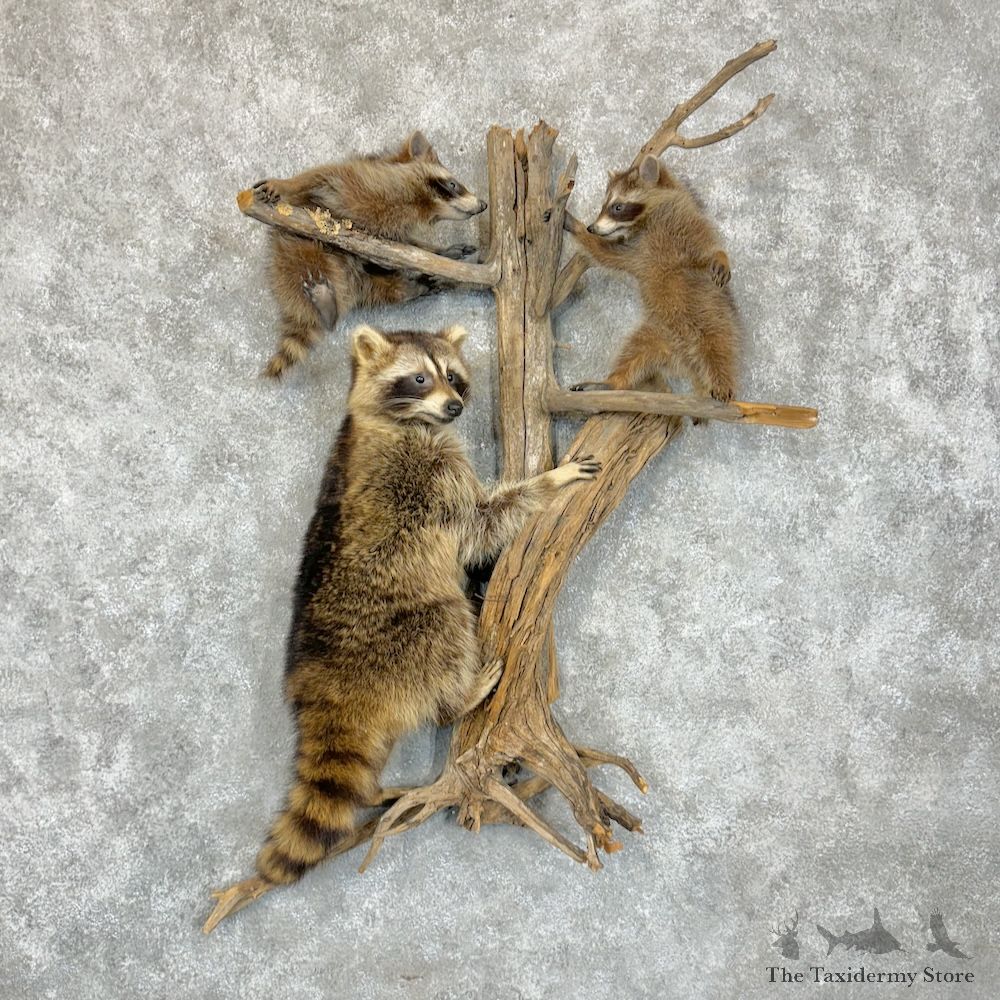 Raccoon Scene Mount For Sale #29379 @ The Taxidermy Store