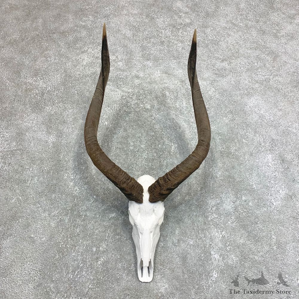 African Nyala Skull European Mount For Sale #21954 @ The Taxidermy Store