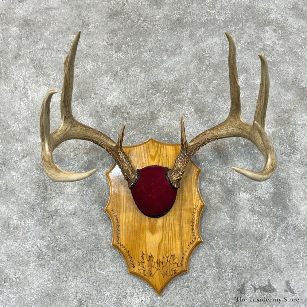 Whitetail Deer Antler Plaque Mount For Sale #29545 @ The Taxidermy Store