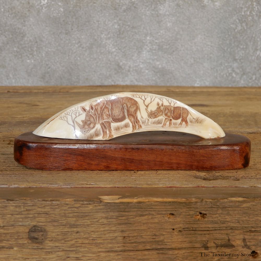 Scrimshawed Warthog Tooth For Sale #20132 @ The Taxidermy Store