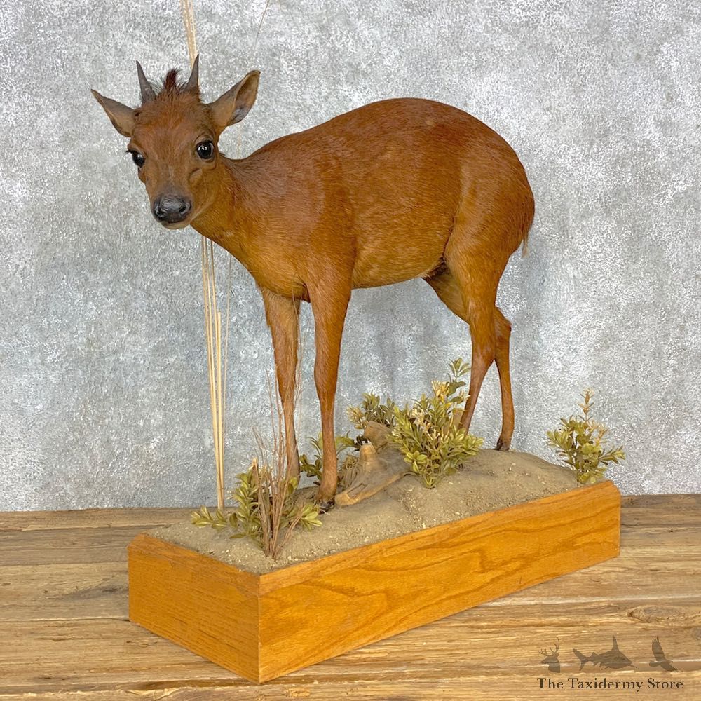 Harvey Red Duiker Life-Size Mount For Sale #28871 @ The Taxidermy Store