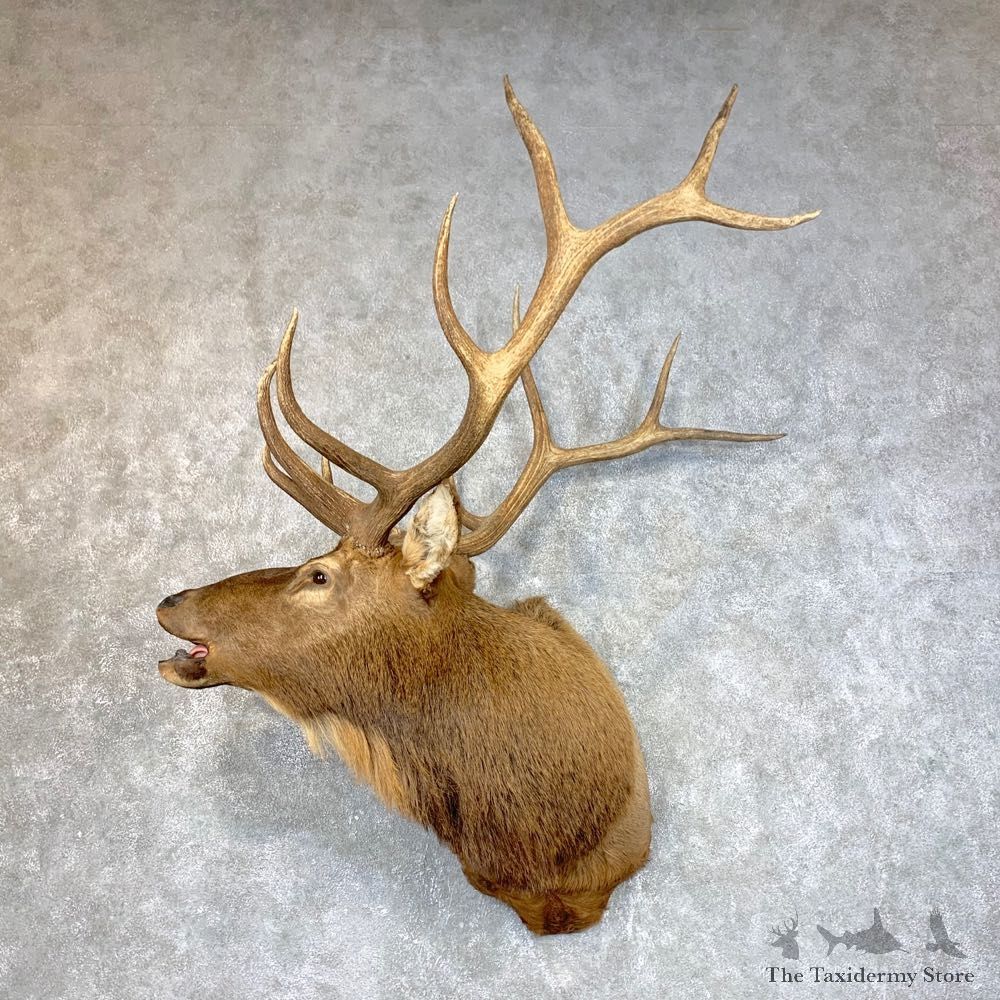 Rocky Mountain Elk Shoulder Mount For Sale #23955 @ The Taxidermy Store