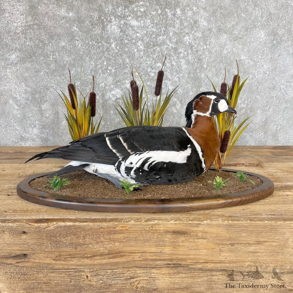 Red Breasted Goose Bird Mount For Sale #26673 @ The Taxidermy Store