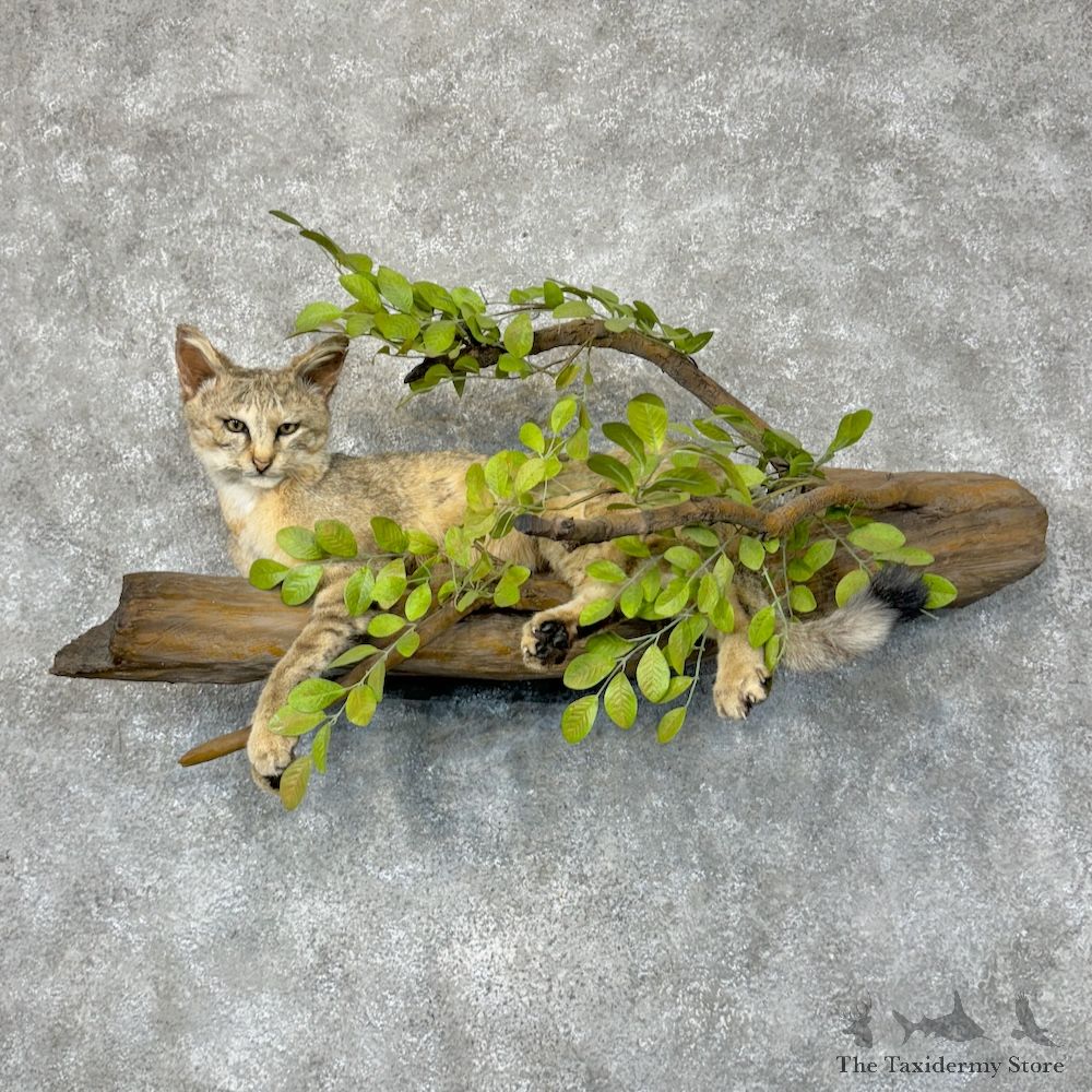 African Wildcat Life Size Mount For Sale #29598 @ The Taxidermy Store