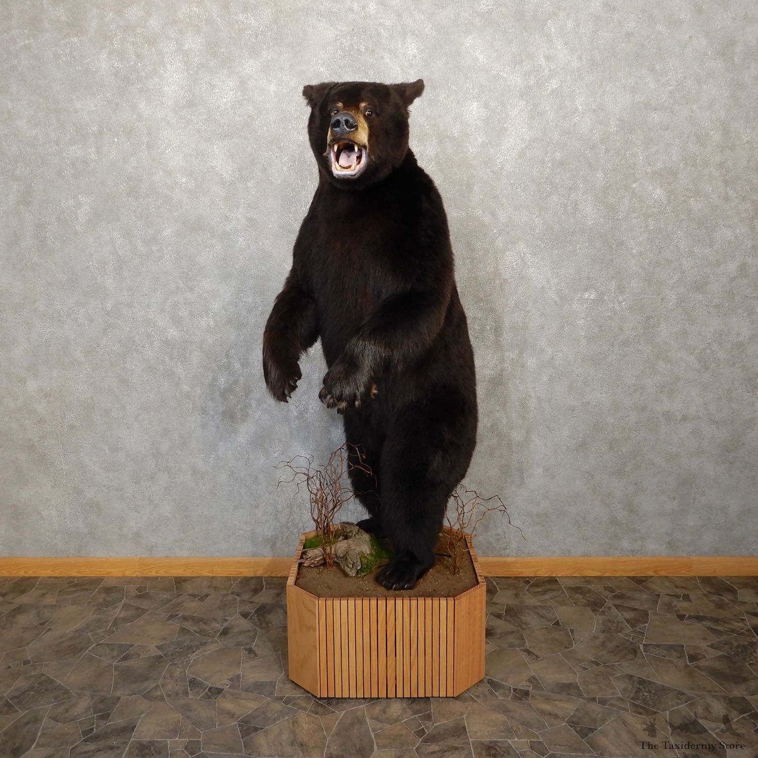 Black Bear Life-Size Mount For Sale #19915 @ The Taxidermy Store