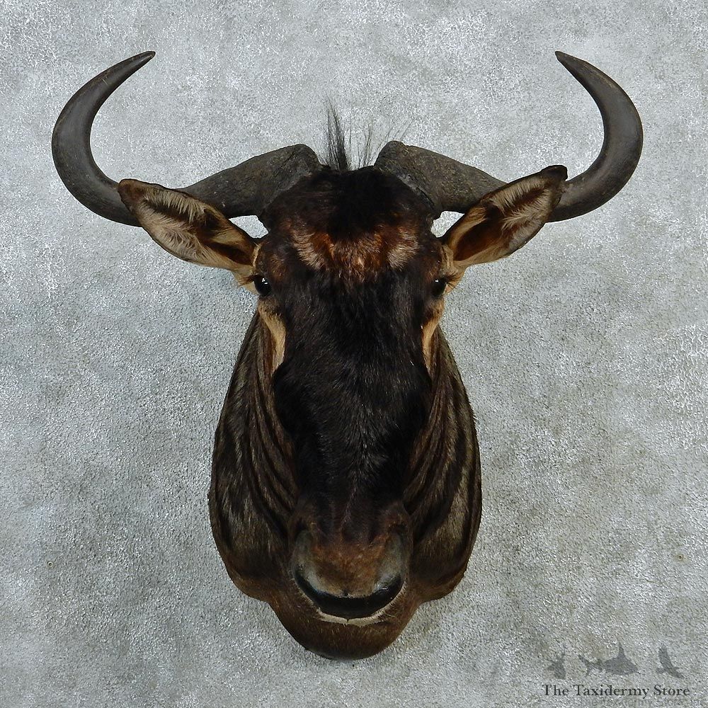 Blue Wildebeest Shoulder Taxidermy Mount #12987 For Sale @ The Taxidermy Store