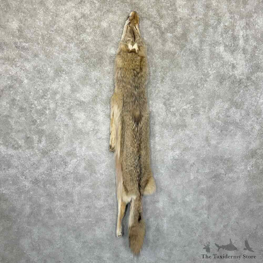 Coyote Dressing Tanned Hide For Sale #30946 @ The Taxidermy Store