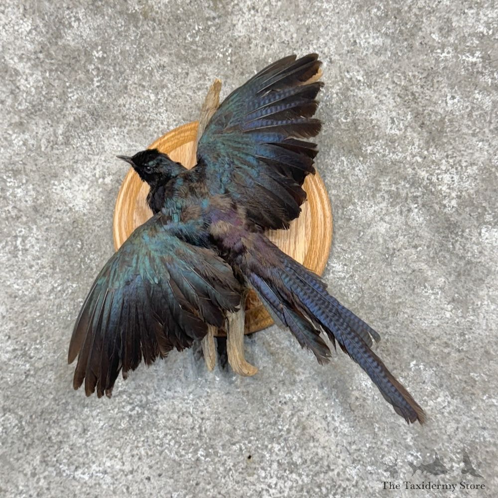 Meves's Starling Life-Size Mount For Sale #30268 @ The Taxidermy Store