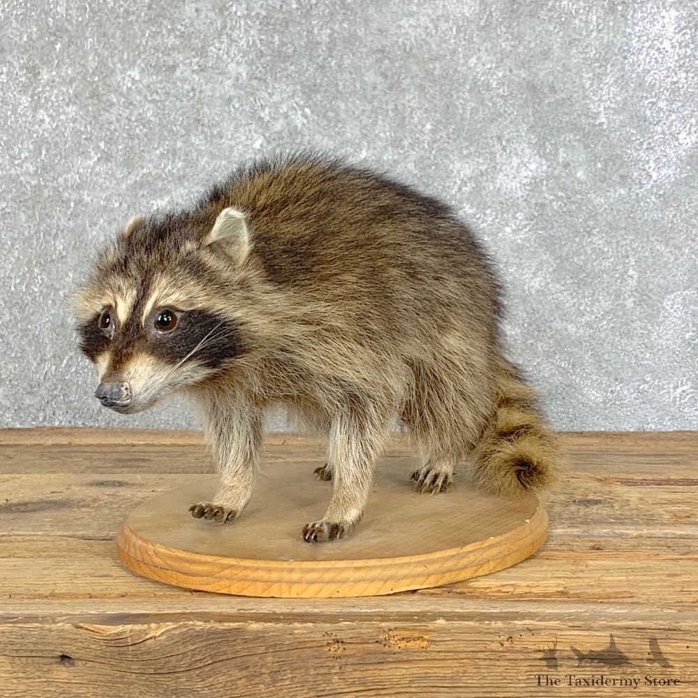 Raccoon Life-Size Mount For Sale #22872 @ The Taxidermy Store