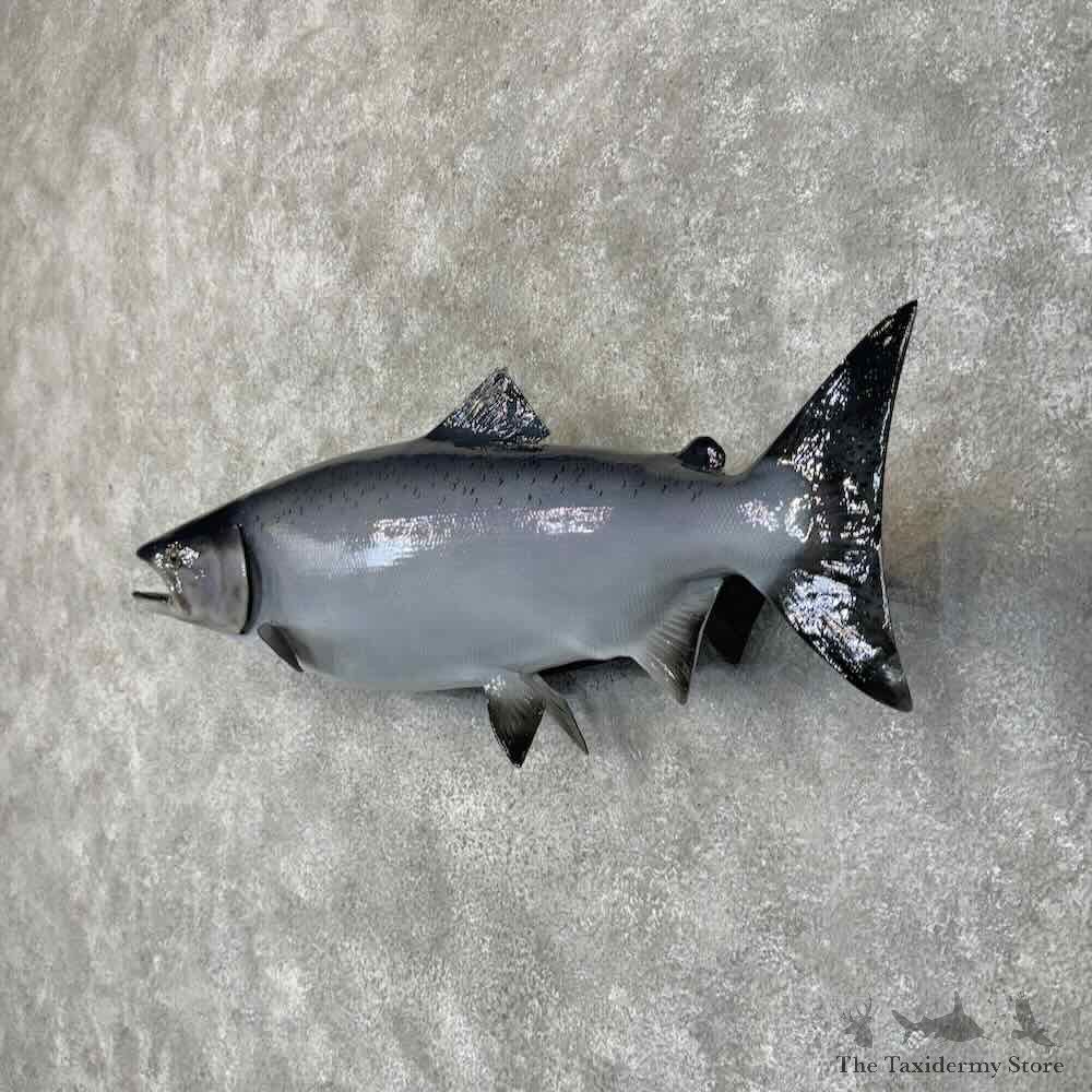 King Chinook Salmon Fish Mount For Sale #30447 @ The Taxidermy Store