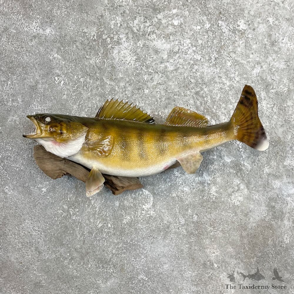 Walleye Fish Mount For Sale #27434 @ The Taxidermy Store