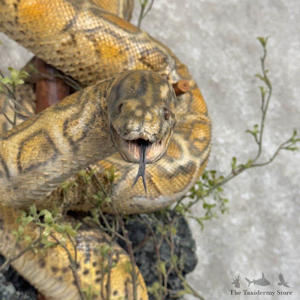 African Rock Python Life-Size Snake Mount For Sale #30154 @ The Taxidermy Store
