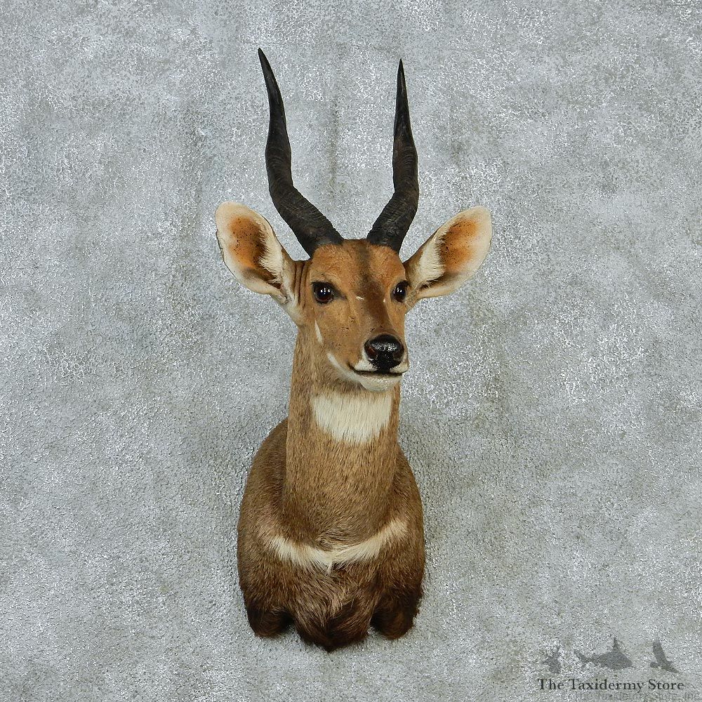 Bushbuck Taxidermy Head Mount #12858 For Sale @ The Taxidermy Store