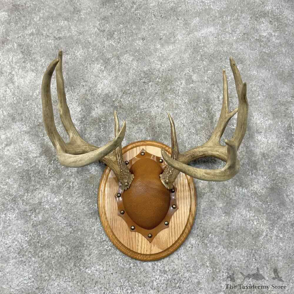 Whitetail Deer Antler Plaque Mount For Sale #30480 @ The Taxidermy Store