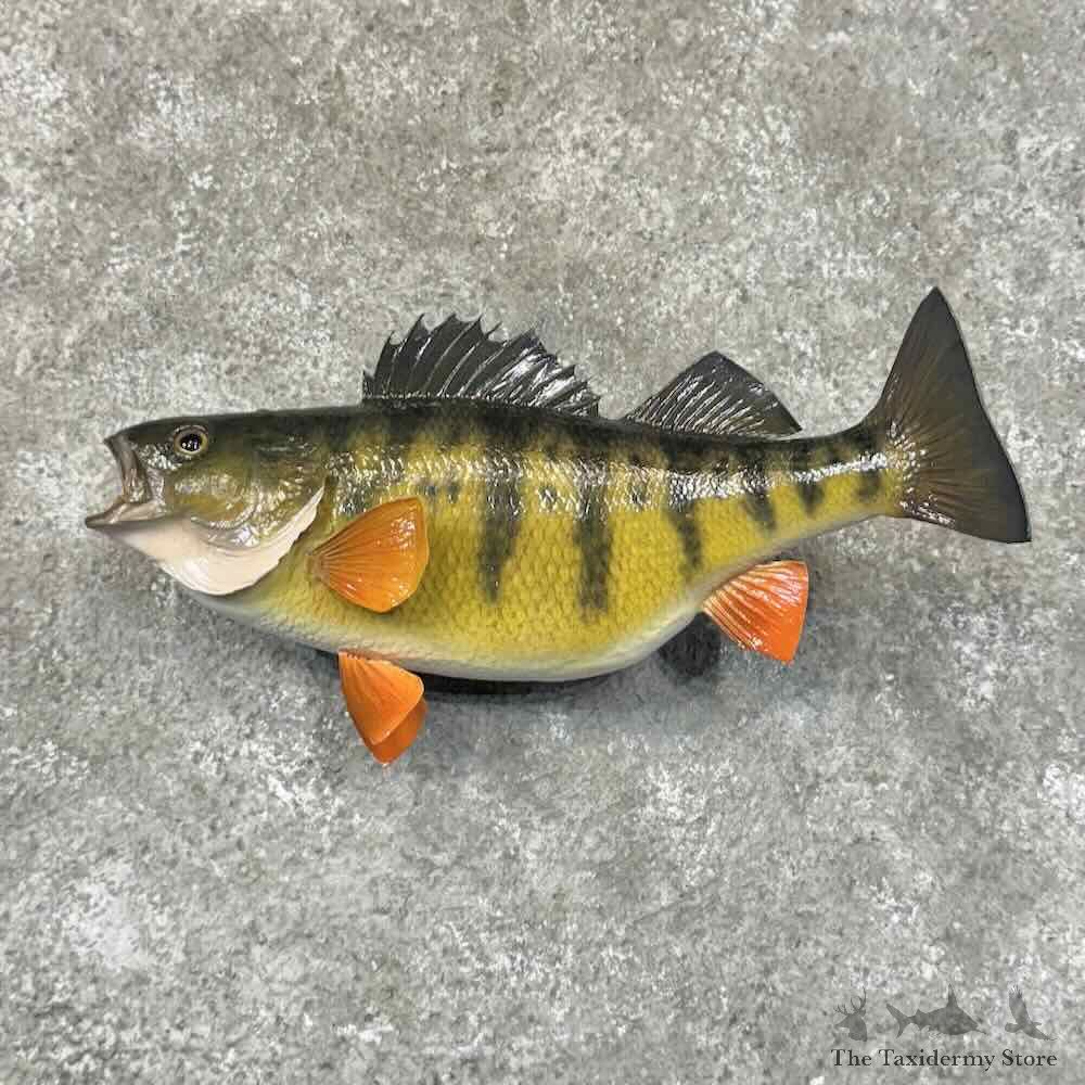 Yellow Perch Fish Mount For Sale #31300 @ The Taxidermy Store