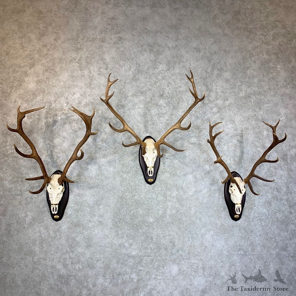 European Red Stag Skull Display For Sale #23521 @ The Taxidermy Store