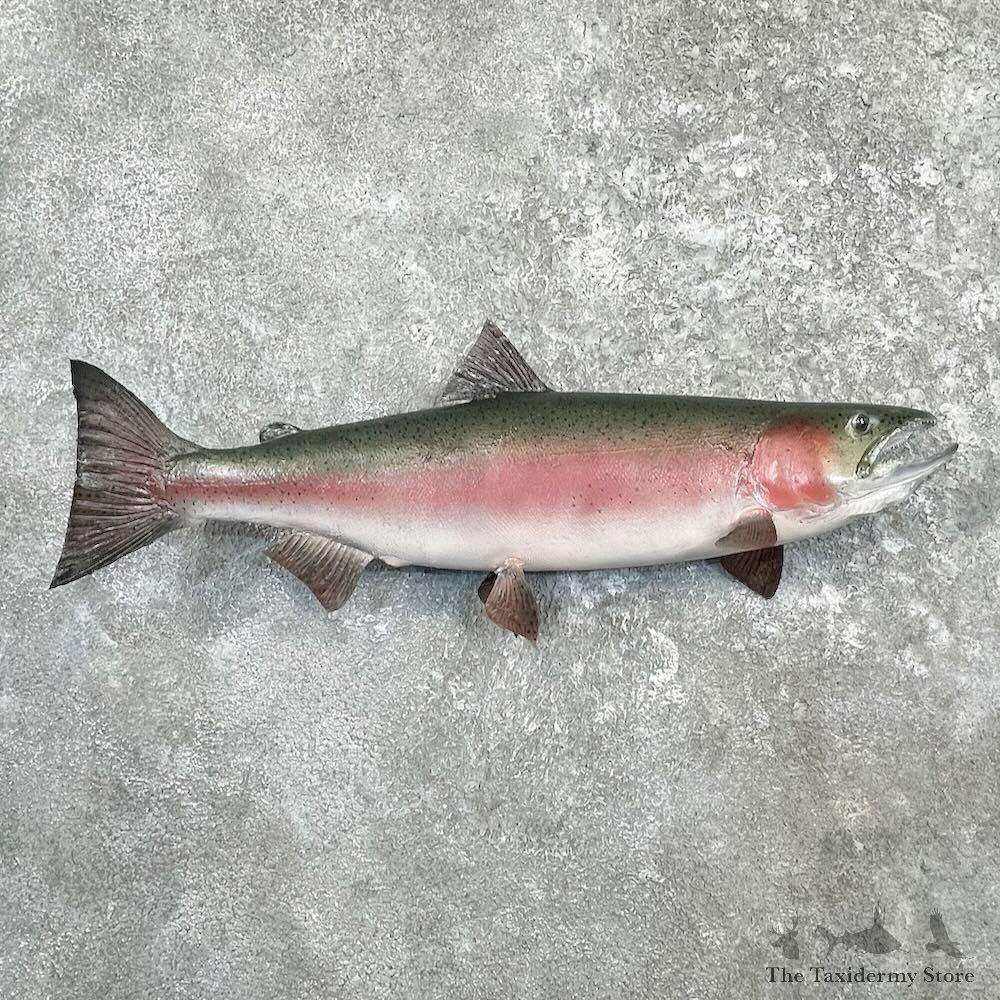 Rainbow Trout Fish Mount For Sale #27242 @ The Taxidermy Store