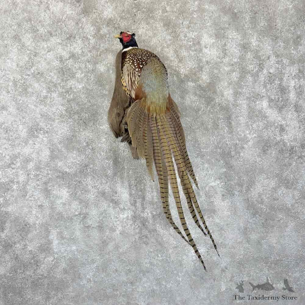 Ringneck Pheasant Bird Mount For Sale #30796 @ The Taxidermy Store