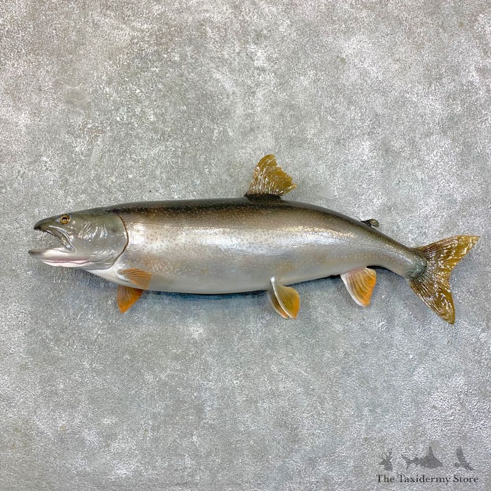 Lake Trout Freshwater Fish Mount For Sale #23549 @ The Taxidermy Store
